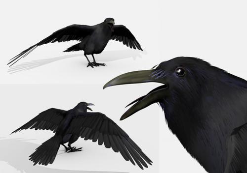 blackbird(raven) preview image